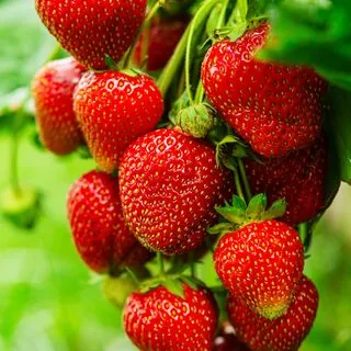 Strawberry Cambridge Favourite 3