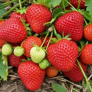 Strawberry Elsanta 1