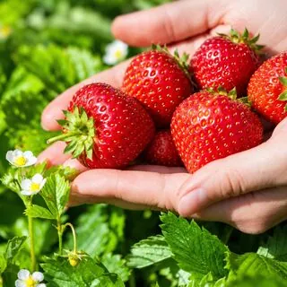 Strawberry Elsanta 2