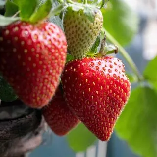 Strawberry Elsanta 4