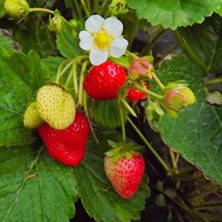 Strawberry Symphony 3