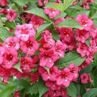 Weigela Bristol Ruby 2