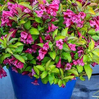 Weigela Prism Sunset WEB