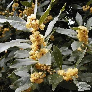 Buy Laurus nobilis (Bay Laurel) online from Jacksons Nurseries