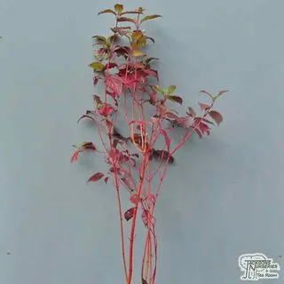 Buy Cornus alba Sibirica (Red-barked Dogwood) online from Jacksons Nurseries