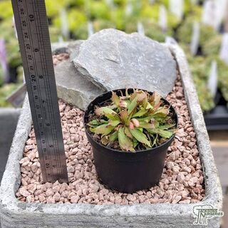 Buy Androsace septentrionalis 'Stardust' online from Jacksons Nurseries
