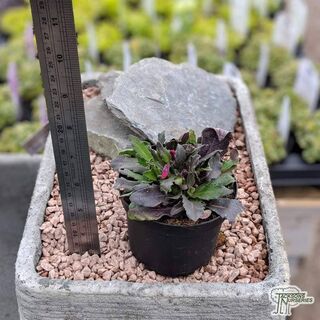 Buy Arabis blepharophylla online from Jacksons Nurseries