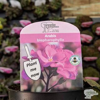 Buy Arabis blepharophylla online from Jacksons Nurseries