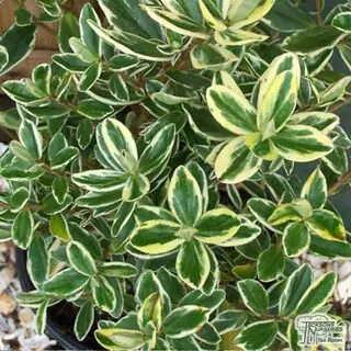 Buy Hebe x franciscana Variegata syn Silver Queen online from Jackson's Nurseries.