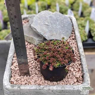 Sedum Coral Carpet 7