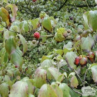 Buy Cornus kousa (Korean Dogwood) in the UK