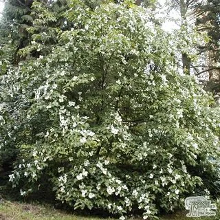Buy Cornus kousa (Korean Dogwood) in the UK