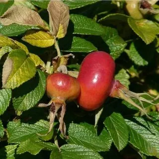 Rosa rugosa bare root 2 rose hips