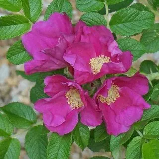 Rosa rugosa bare root 3 flower quartet