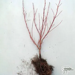 Buy Cornus alba Elegantissima (Red-barked Dogwood) online from Jacksons Nurseries