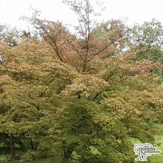 Buy Cornus kousa (Korean Dogwood) in the UK