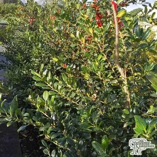 Buy Ilex aquifolium J.C. van Tol (Holly) online from Jacksons Nurseries.
