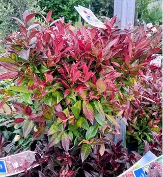 Leucothoe Zeblid Scarletti 5 litre pot 3