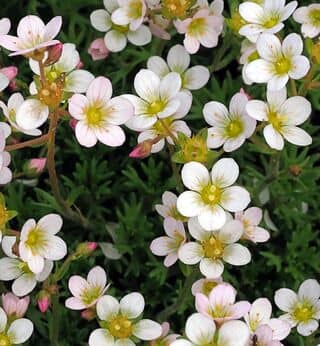 Sagina Subulata 2