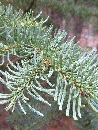 Lasiocarpa Foliage Close Up Final
