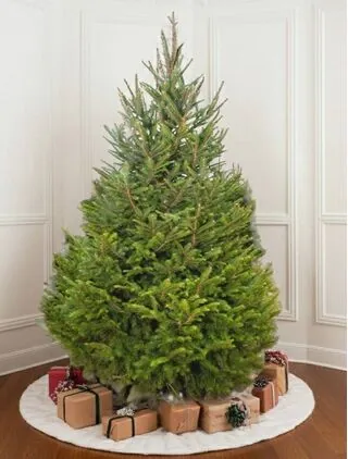 Norway Spruce New Image 3-Nov-25