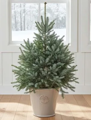 Serbian Spruce Potted Christmas Tree 1