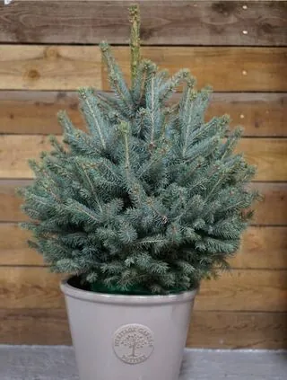 Pot Grown Blue Spruce 6080 Tree