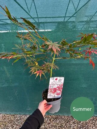 Acer p Sumi Nagashi 8