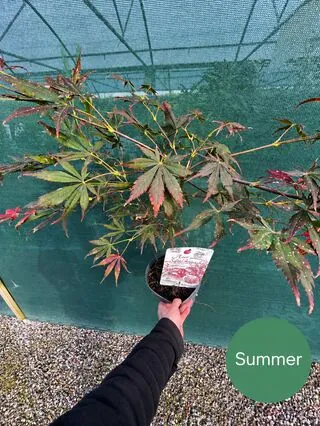 Acer p Sumi Nagashi 9