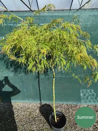 Acer p diss Viridis 7a 90cm stem Summer OP