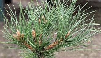 Conifer plants for containers