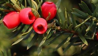Conifer plants with berries