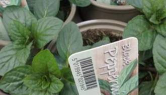 Easy to grow herb plants