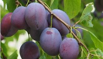 Fast growing fruit trees