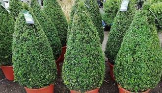 Topiary plants for containers