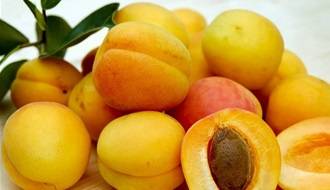 Apricot fruit trees