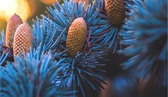 Blue conifer plants