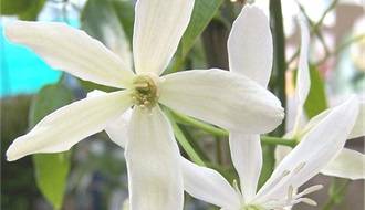 Climbing plants with white flowers