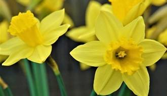 Daffodil Bulbs (Narcissi)