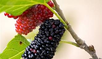 Mulberry fruit trees