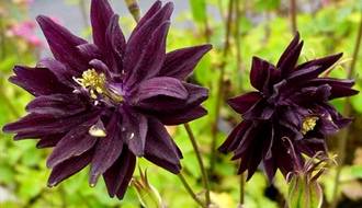 Perennials with black flowers