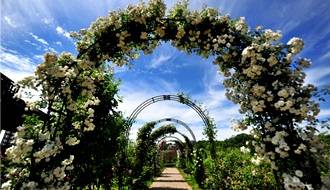 Roses for archways