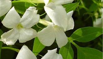 Scented climbing plants