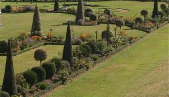 Shop all topiary plants