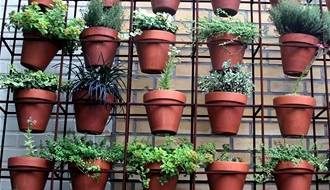 Plants for small urban gardens