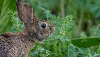 Rabbit resistant plants