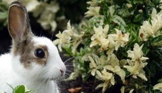Rabbit resistant shrubs