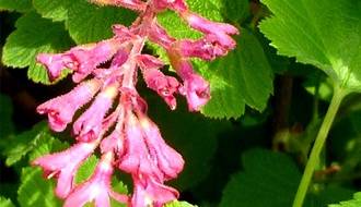 Flowering currant (Ribes)