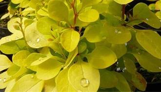 Shrubs with golden yellow leaves