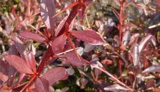 Shrubs with red leaves